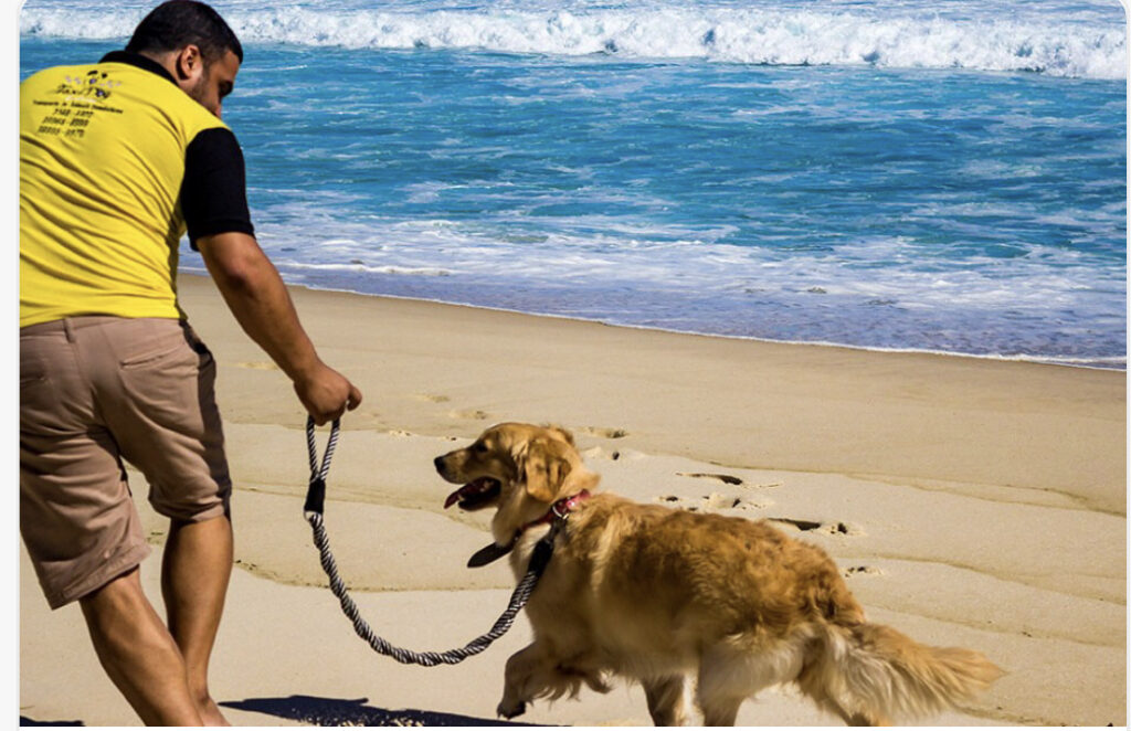 Projeto de lei poderá  permitir cães em praias de BC