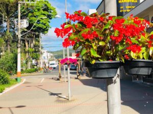 Begônias e tulipas florindo Camboriú