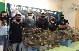 Oito animais silvestres são resgatados em Balneário Camboriú