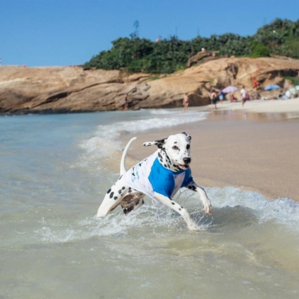 Lei municipal 2445 proíbe a presença de cães (exceto cães-guias), gatos ou outros animais nas praias de Balneário Camboriú