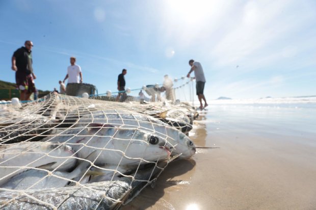 Pesca irregular da tainha preocupa pescadores de Balneário Camboriú