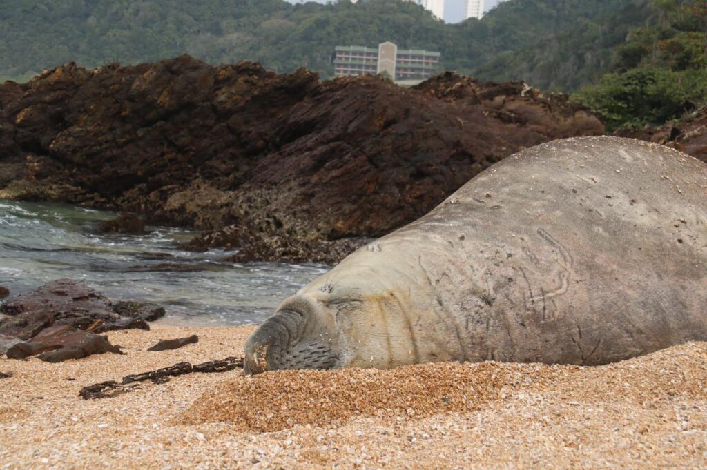 Elefante marinho aparece na Praia das Conchas, na Praia dos Amores