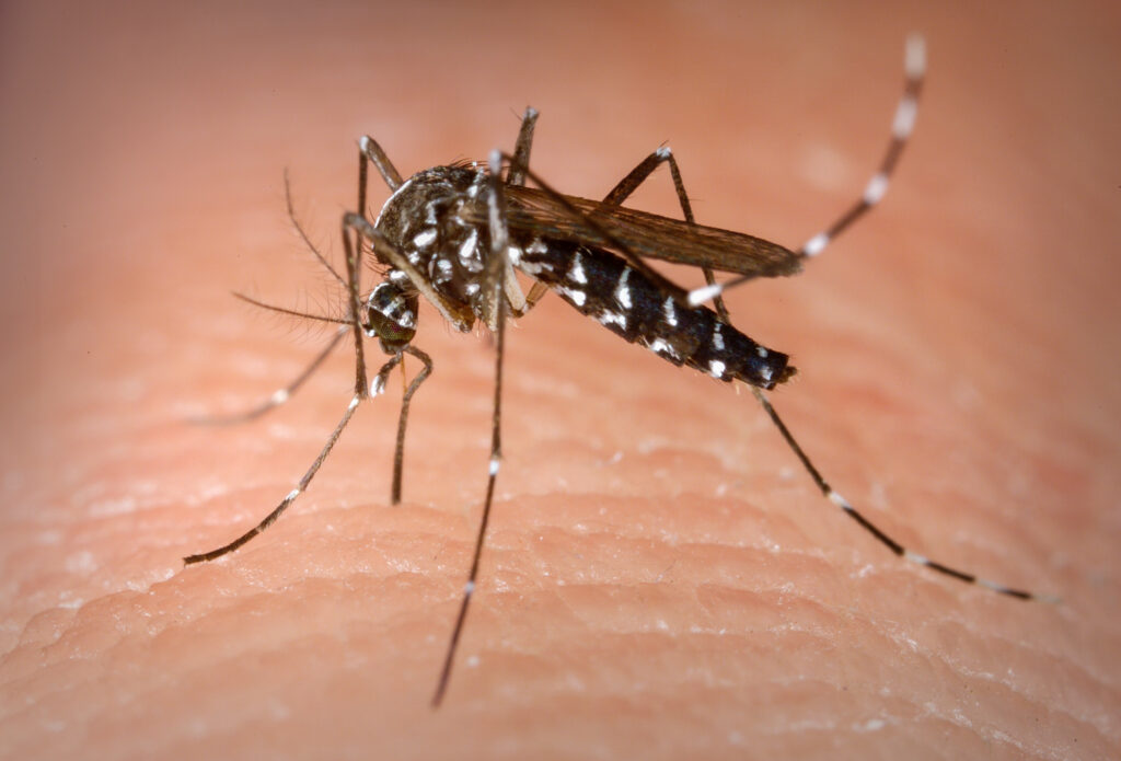 Camboriú é uma das cidades do Estado em situação de epidemia de Dengue