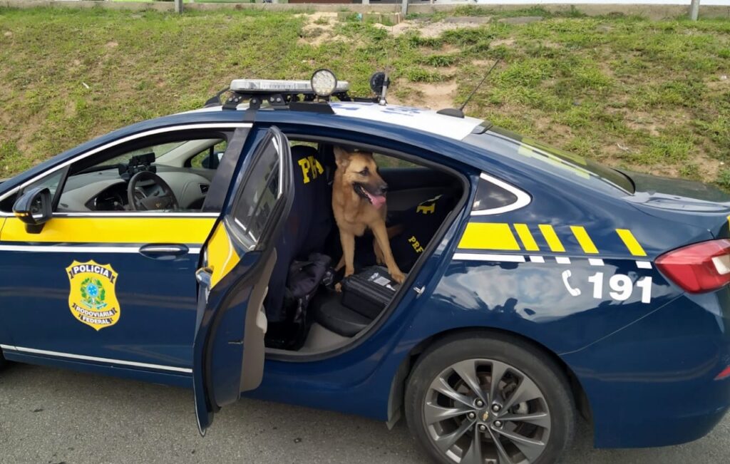 Cadela abandonada é resgatada pela PRF na BR 101 em Laguna