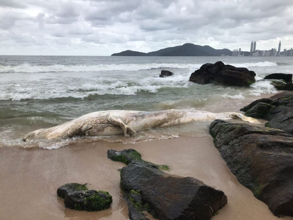 Baleia Jubarte morta é encontrada na Praia do Buraco