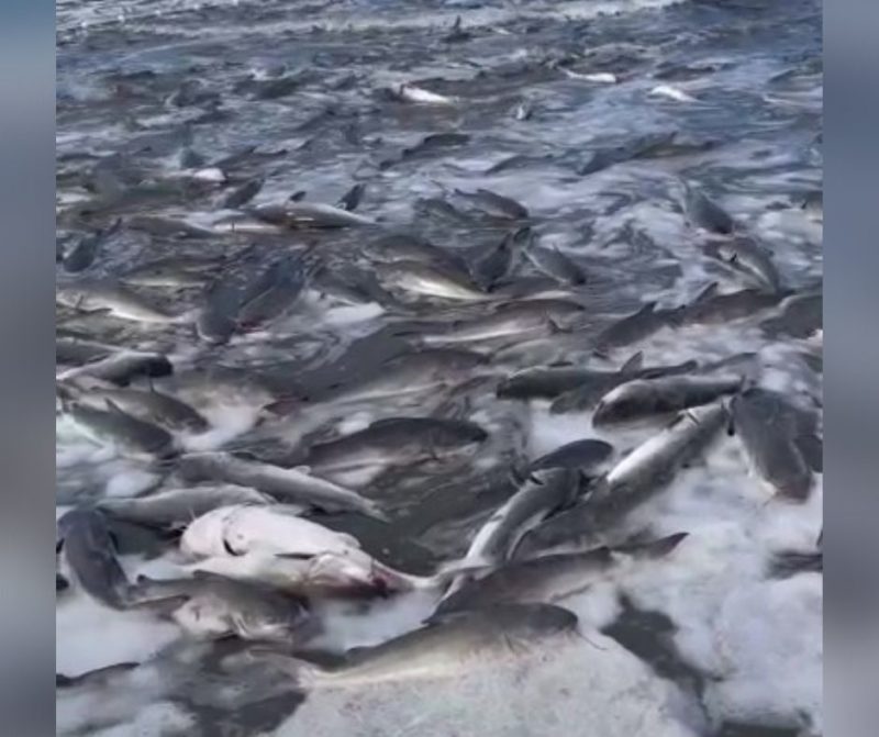 Mais de 100kg de bagres pescados ilegalmente são recuperados em Balneário Camboriú