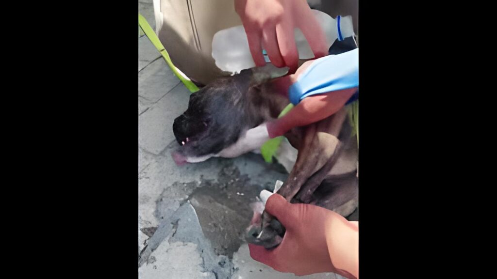 PM salva cachorro que estava abandonado e agonizando dentro de veículo fechado sob calor de 30º