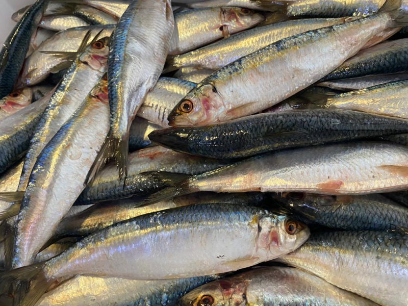 Chega ao fim a greve da pesca da sardinha