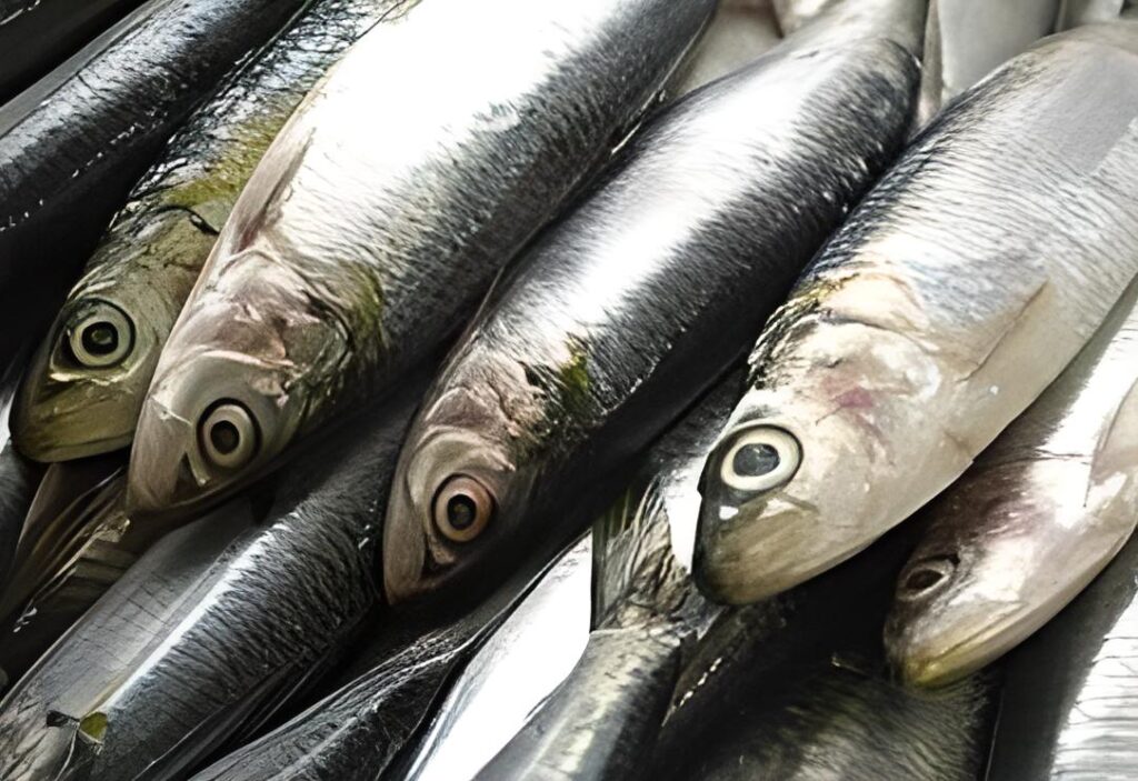 Pesca da sardinha inicia com risco de paralisação de pescadores