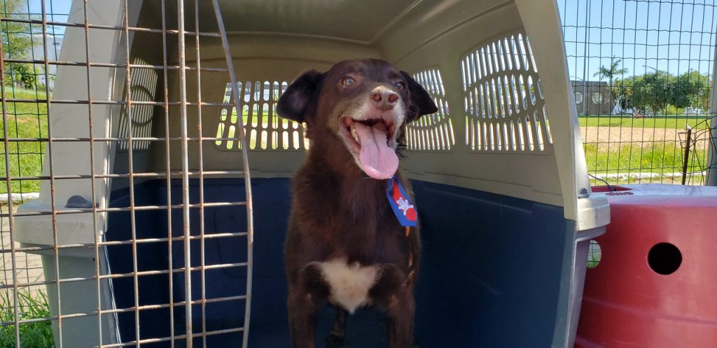 Instituto Itajaí Sustentável promove campanhas em benefício de cães e gatos resgatados