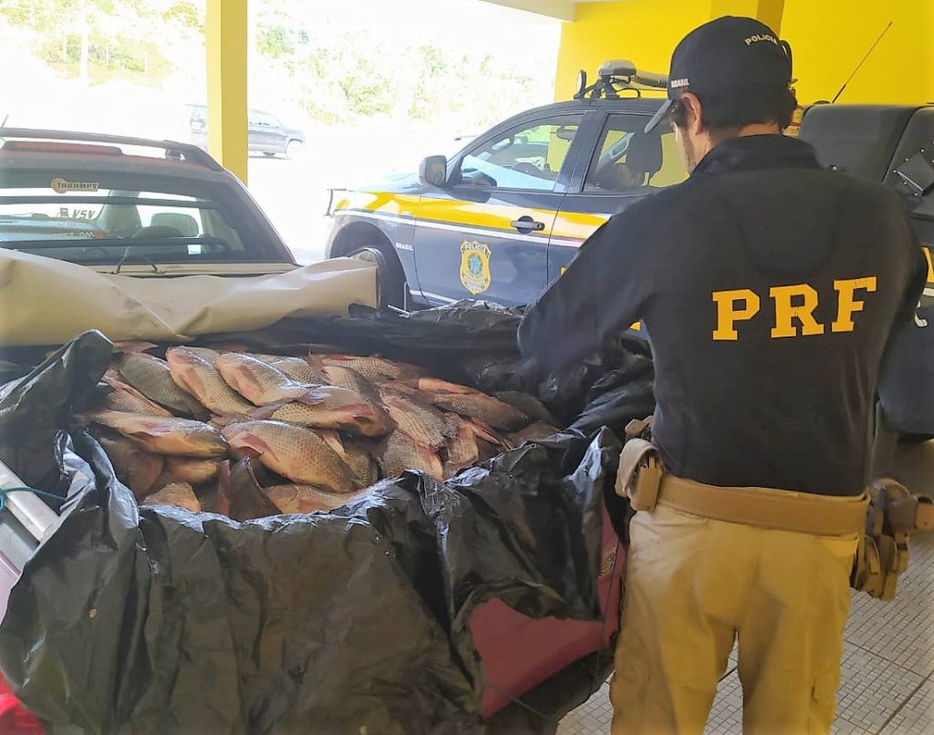 600 quilos de peixes são apreendidos transportados sem refrigeração na BR-101