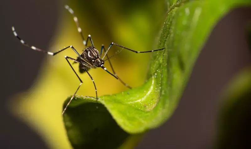 Balneário Camboriú atinge 1,5 mil casos de dengue e deve decretar situação de emergência