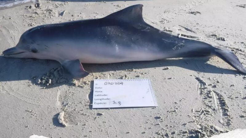 Ameaçados de extinção, botos-cinza aparecem mortos em praias de SC