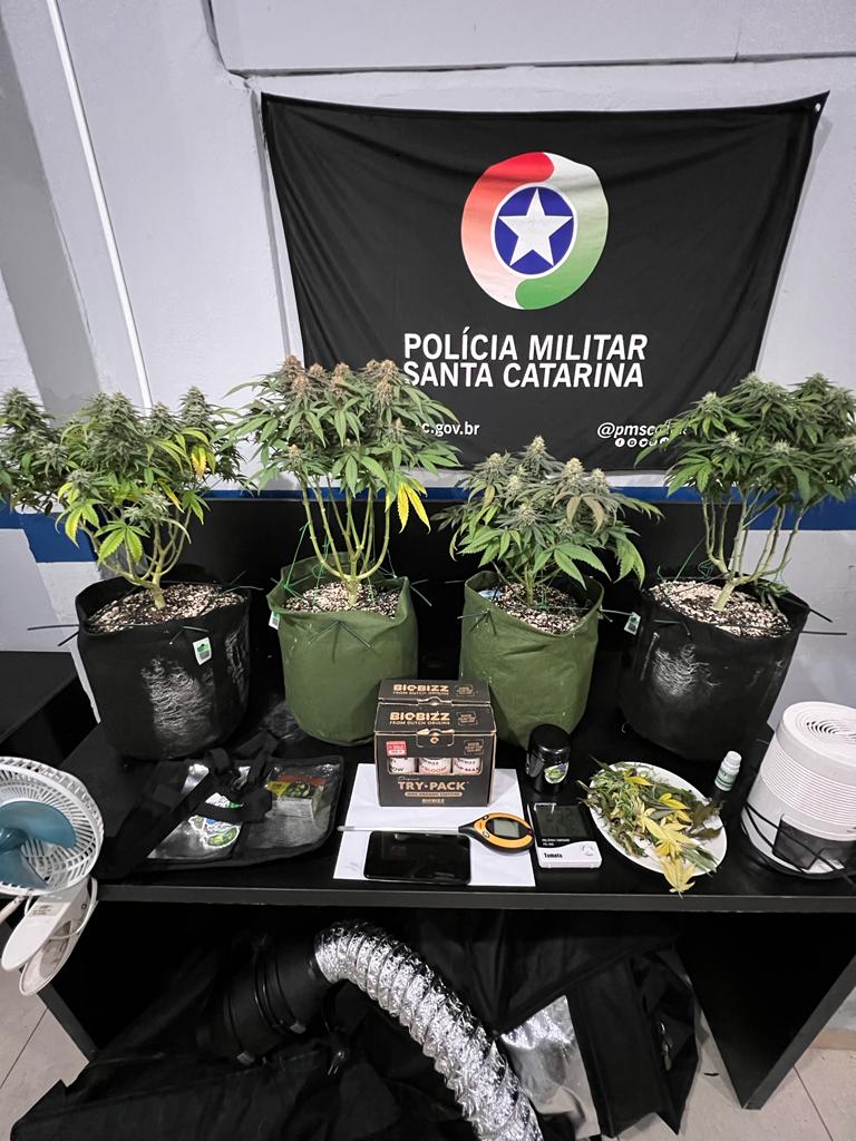 Estufa de maconha é encontrada numa residência em Camboriú