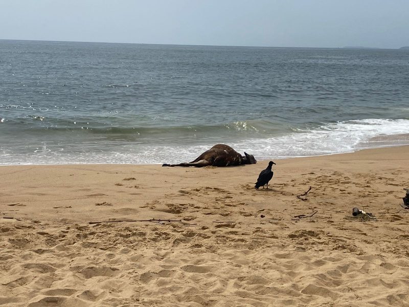 Boi morto surge em praia de Balneário Camboriú