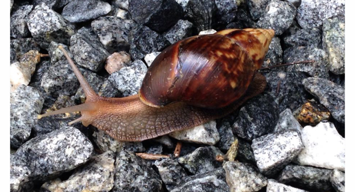 Camboriú alerta para os perigos causados pelos Caramujos Africanos