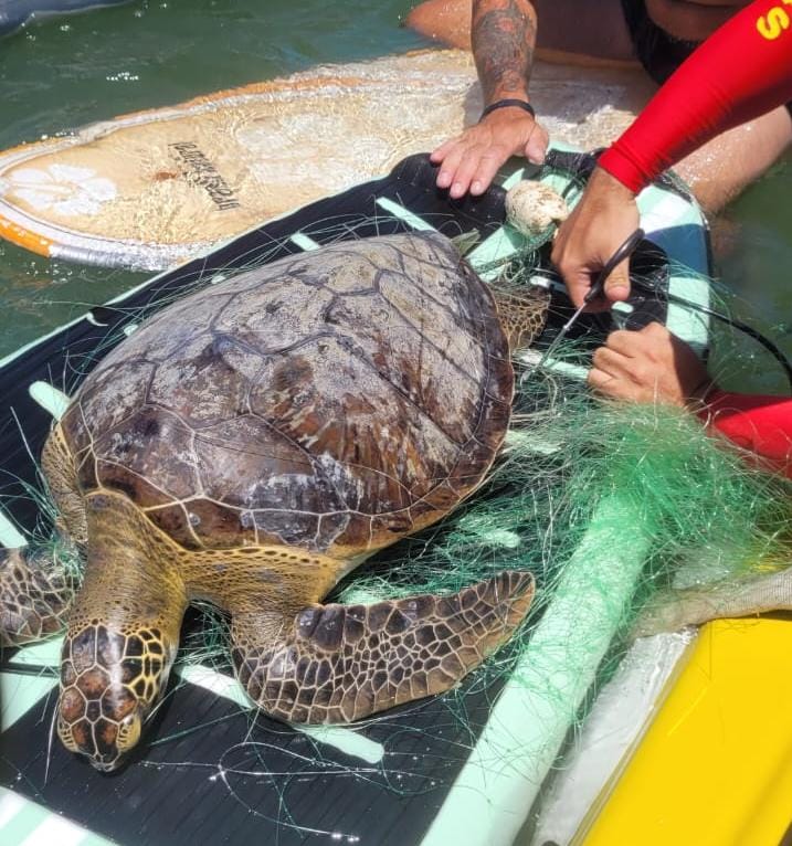 Tartaruga é resgatada em Balneário Camboriú