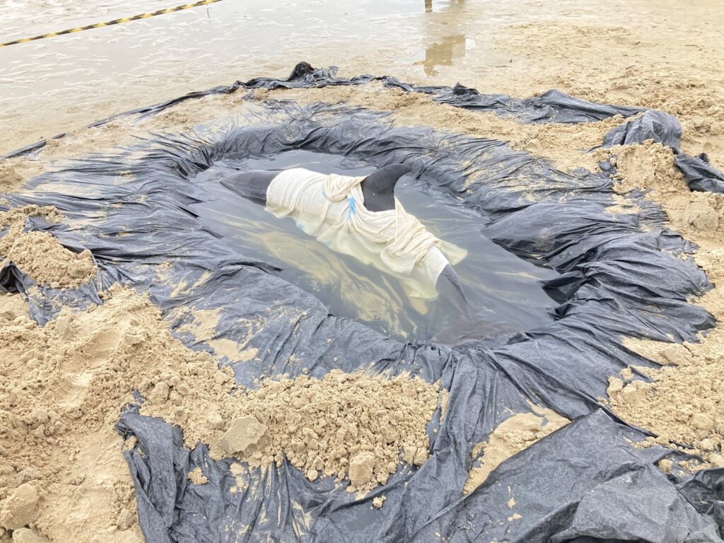 Um golfinho da espécie Stenella encalha na praia de Itapema