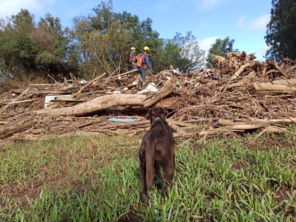 Corpo de Bombeiros Militar de SC envia mais binômios para atuarem no Rio Grande do Sul