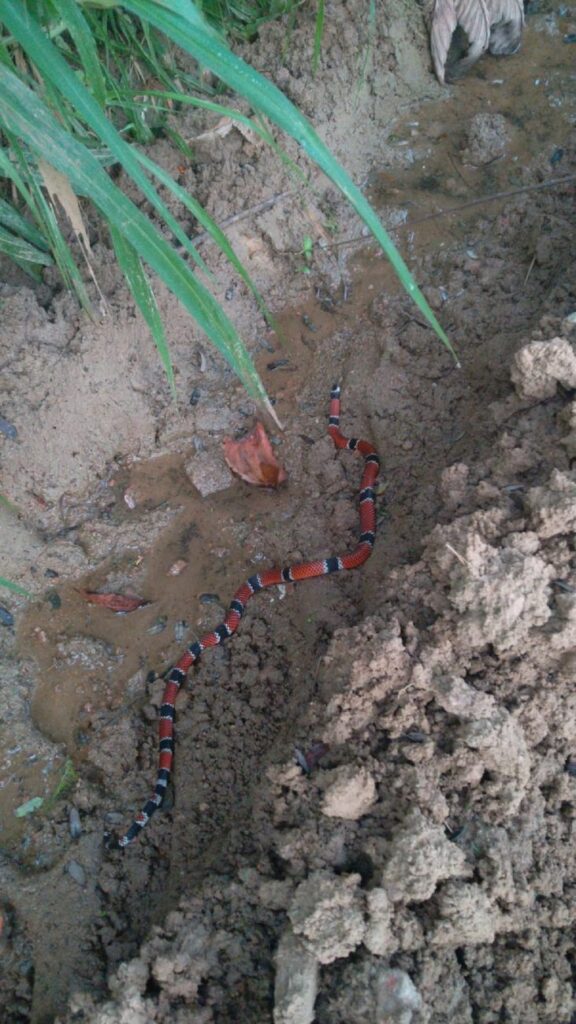 Cobra coral verdadeira, a mais letal do Brasil é encontrada em Timbó