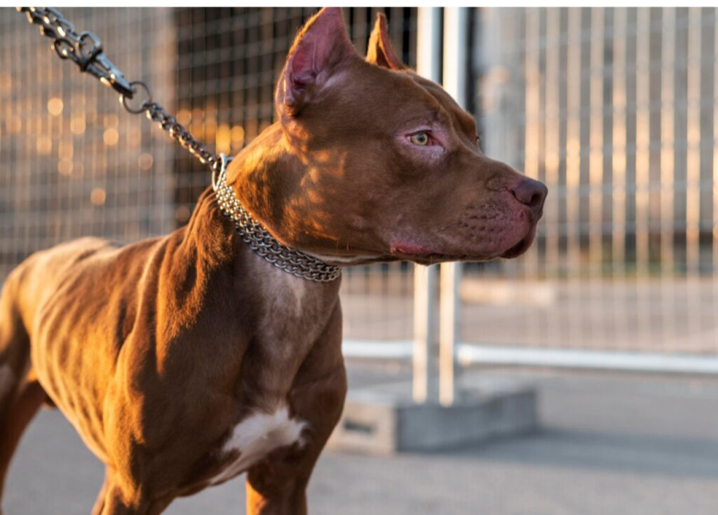 Dono de pit bull solto na rua é preso após o animal atacar uma criança de três anos