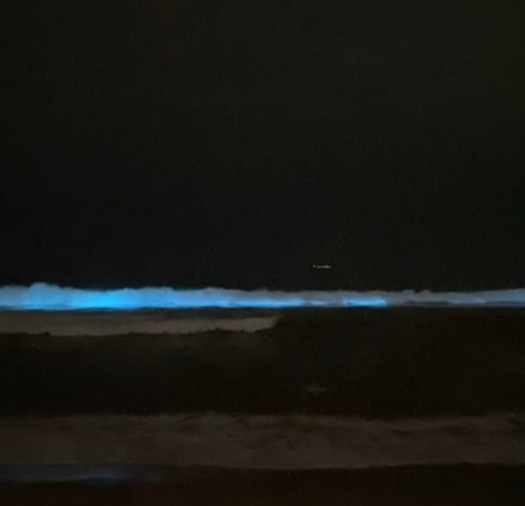 Fenômeno bioluminescência registrado na Barra