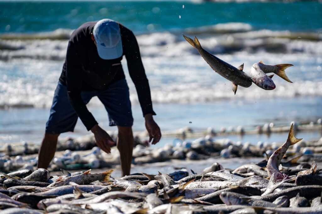 Balneário Camboriú encerra pesca da tainha com a captura de 55 mil peixes