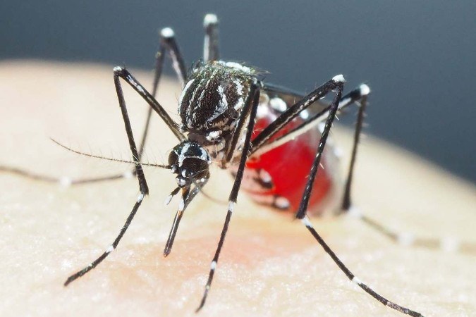 Unimed Litoral inicia campanha de prevenção contra a dengue