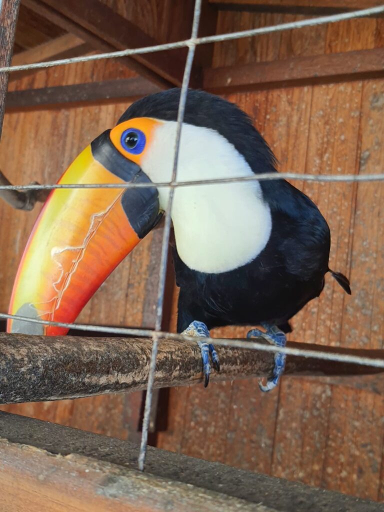 Tucanos e aves exóticas mantidos de forma irregular são encontrados pela Delegacia de Proteção Animal após denúncia